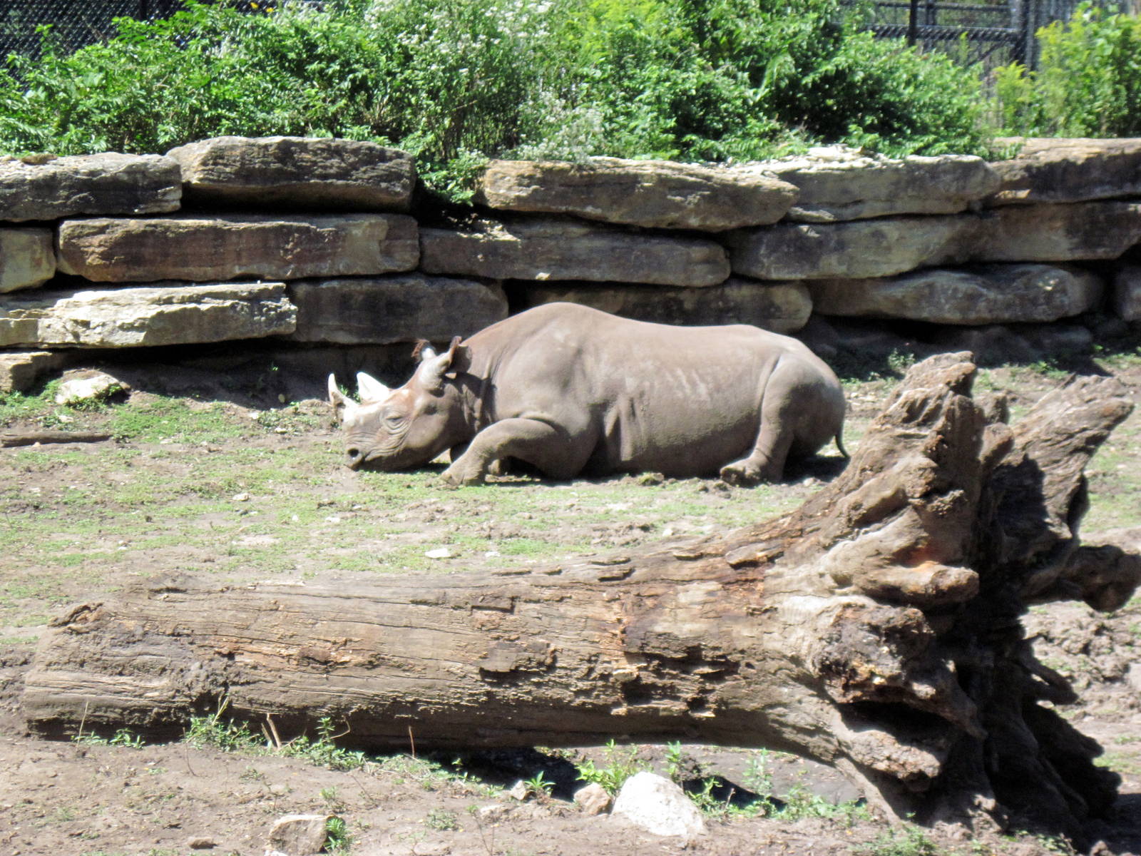 Africa-Black Rhinoceros