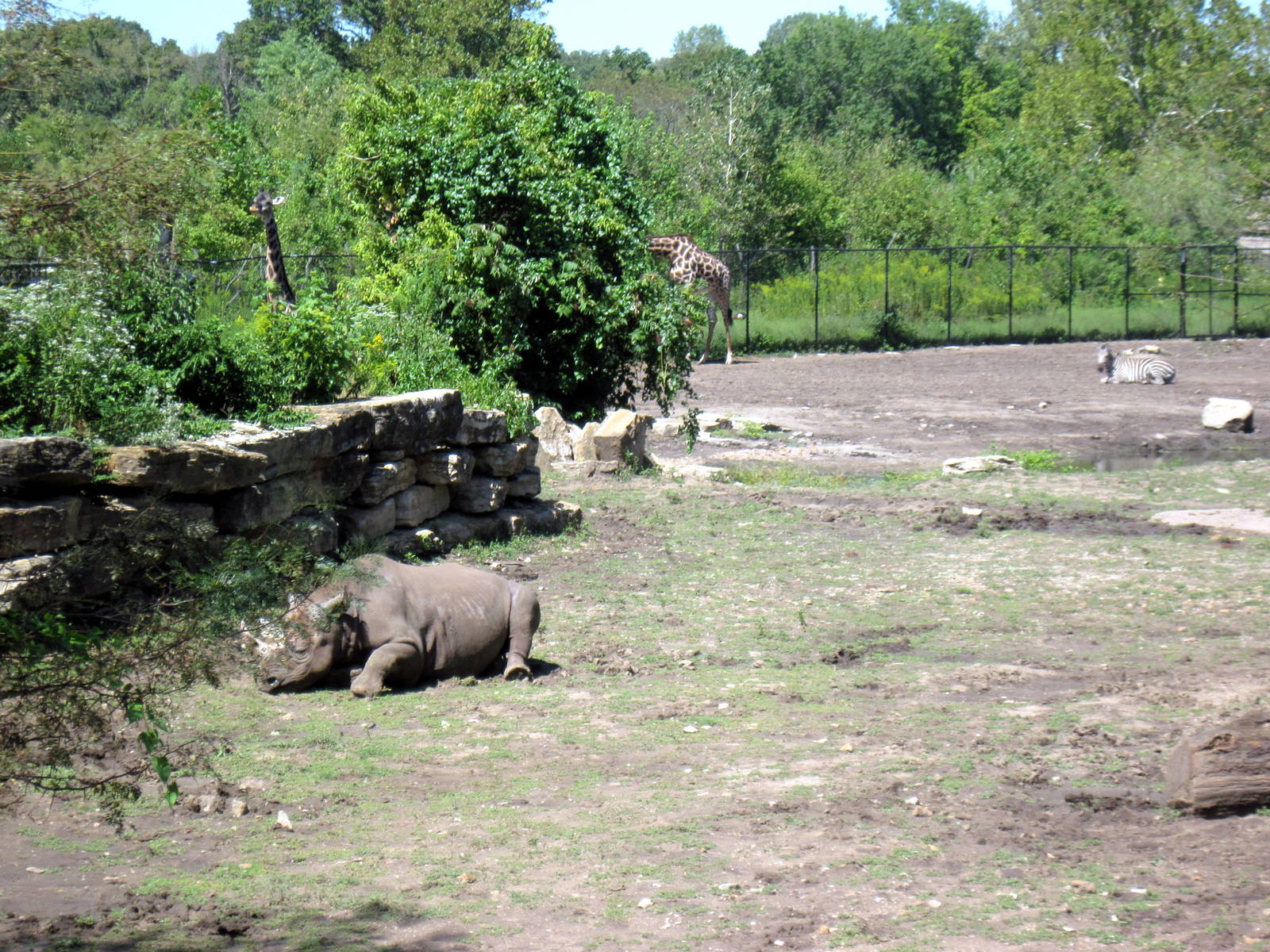 Africa-Black Rhinoceros