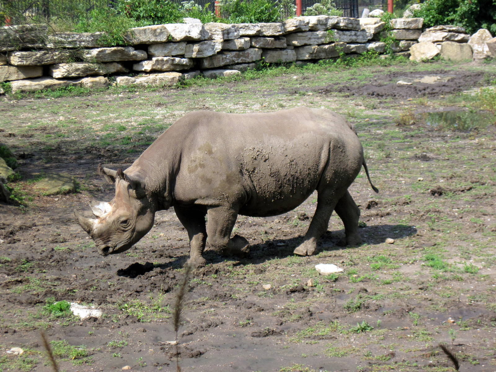 Africa-Black Rhinoceros
