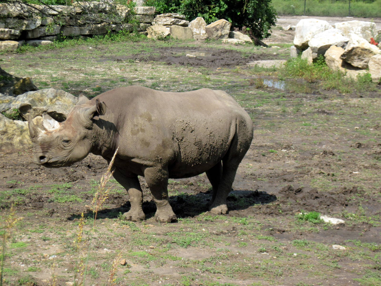 Africa-Black Rhinoceros