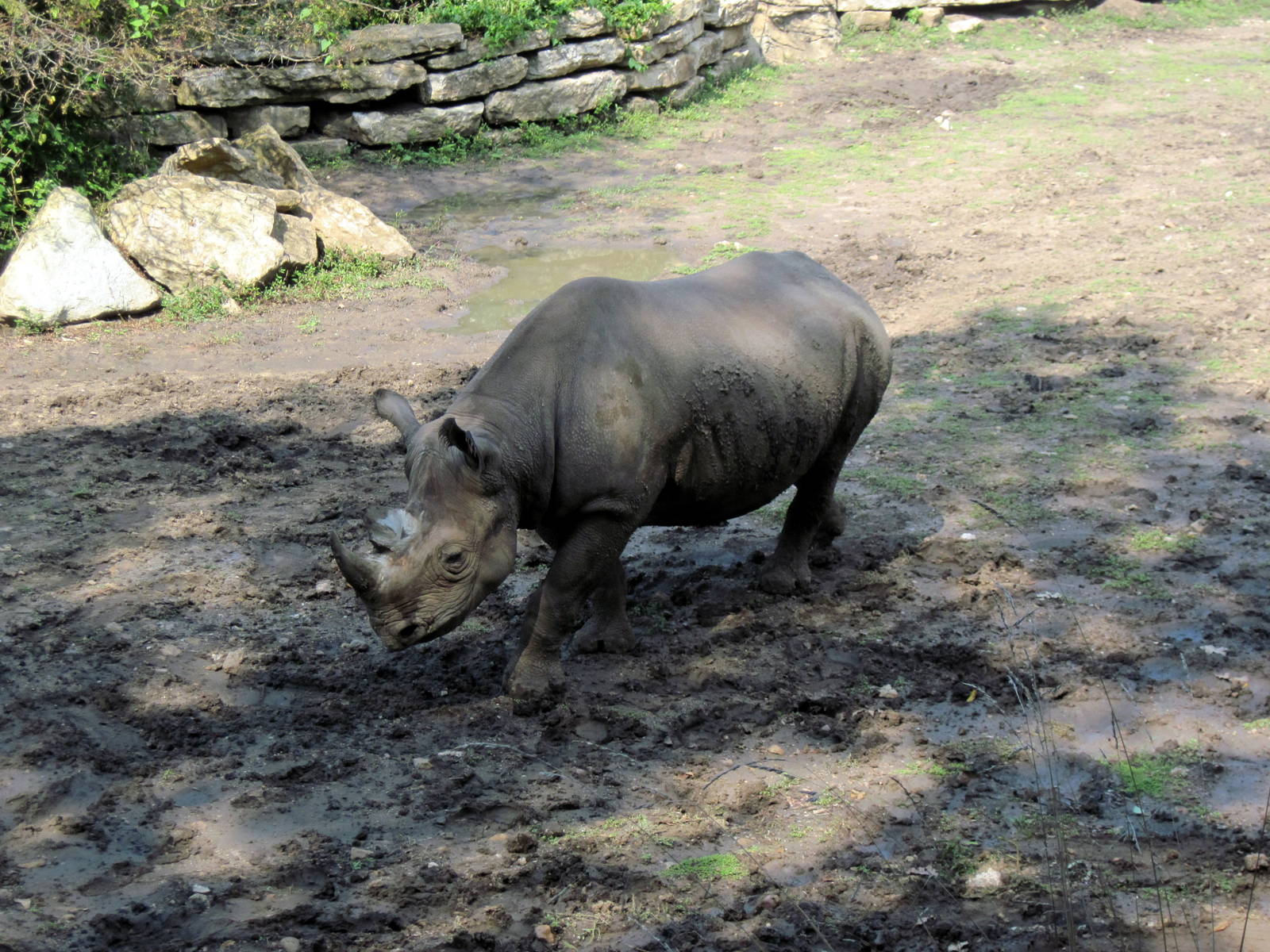 Africa-Black Rhinoceros