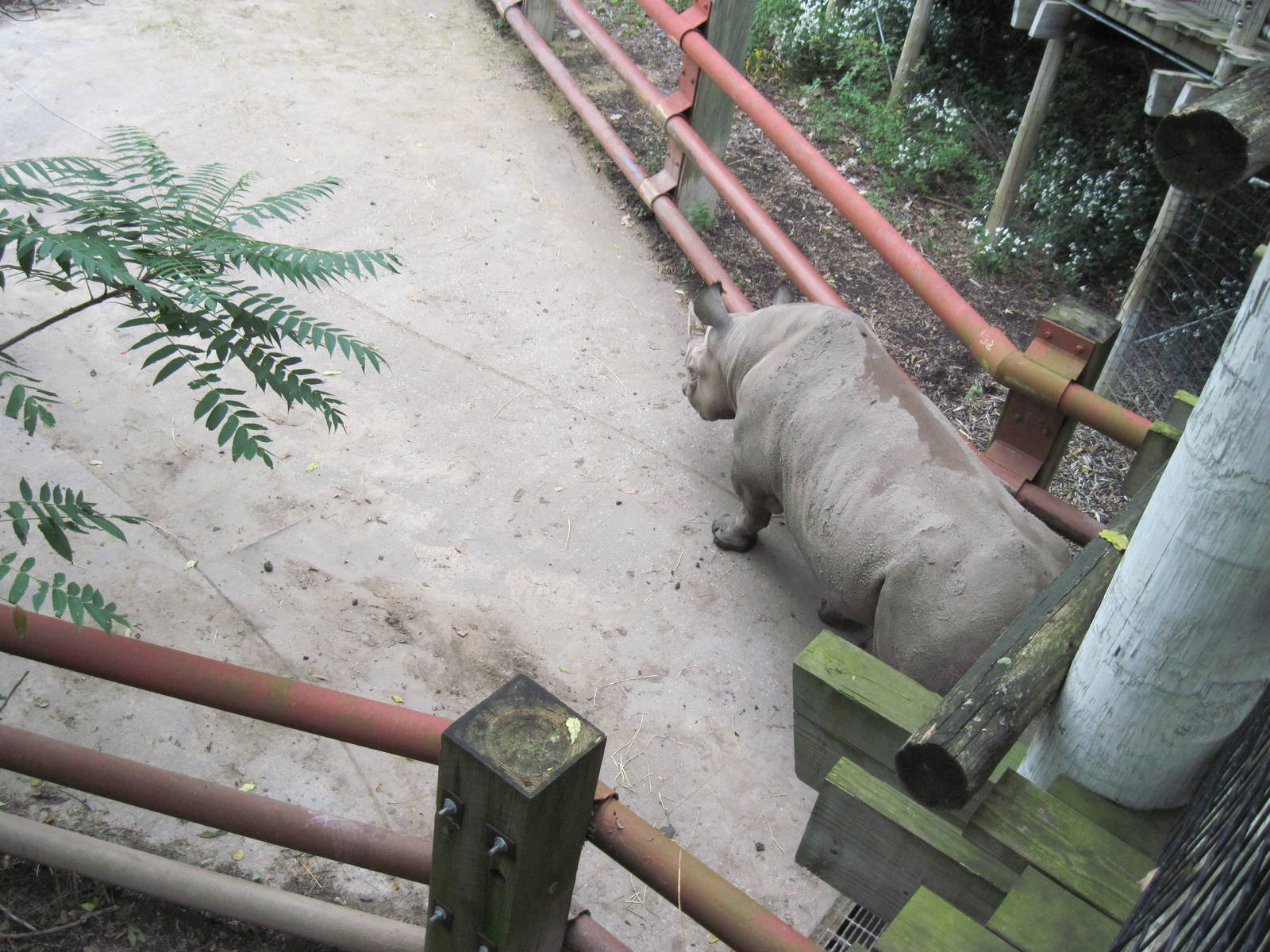 Africa-Black Rhinoceros