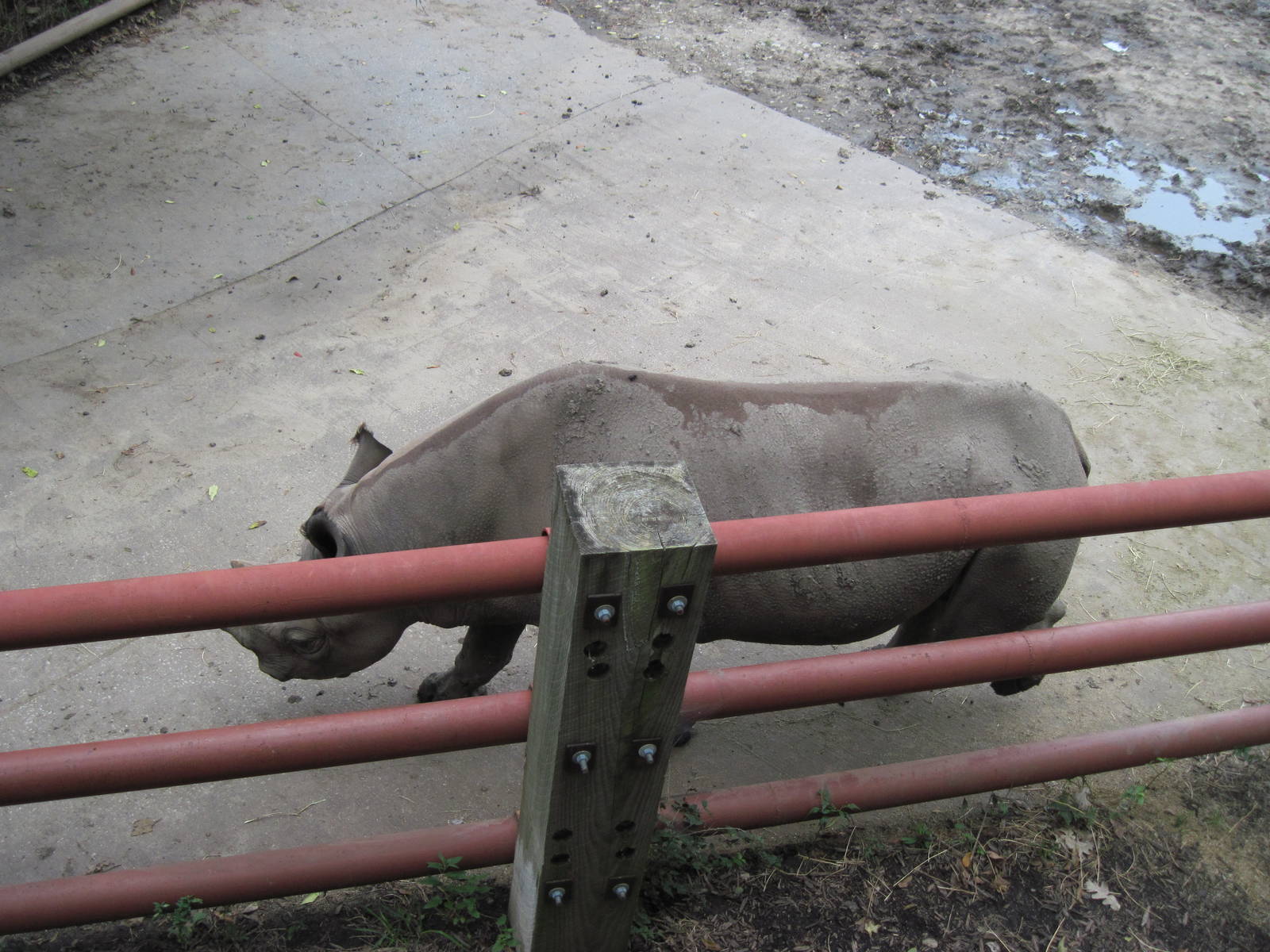 Africa-Black Rhinoceros