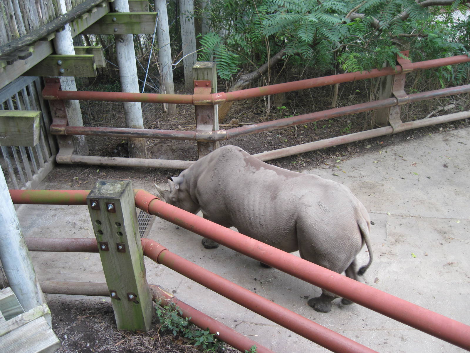 Africa-Black Rhinoceros