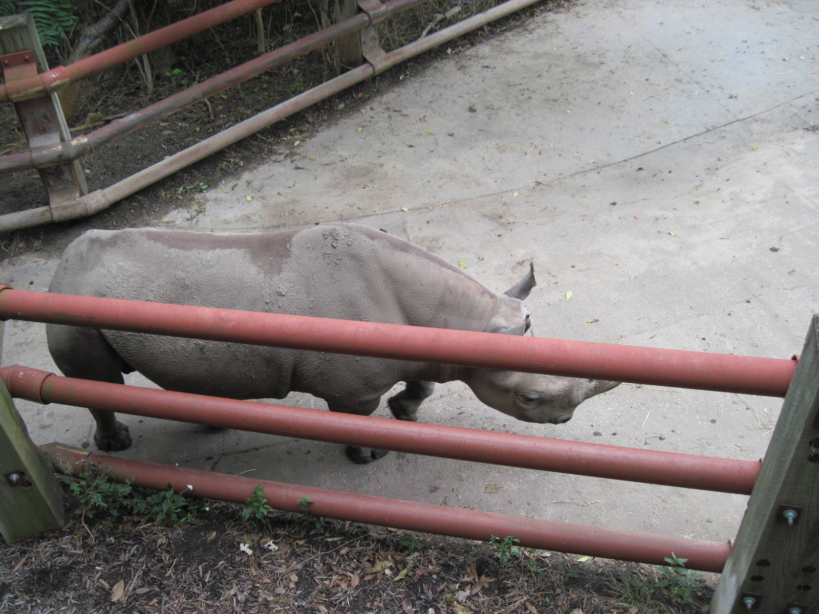 Africa-Black Rhinoceros