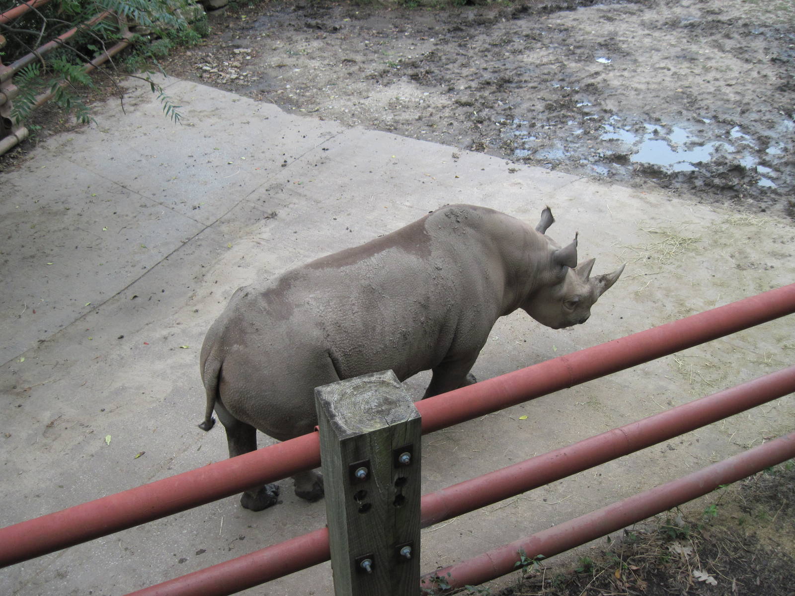 Africa-Black Rhinoceros