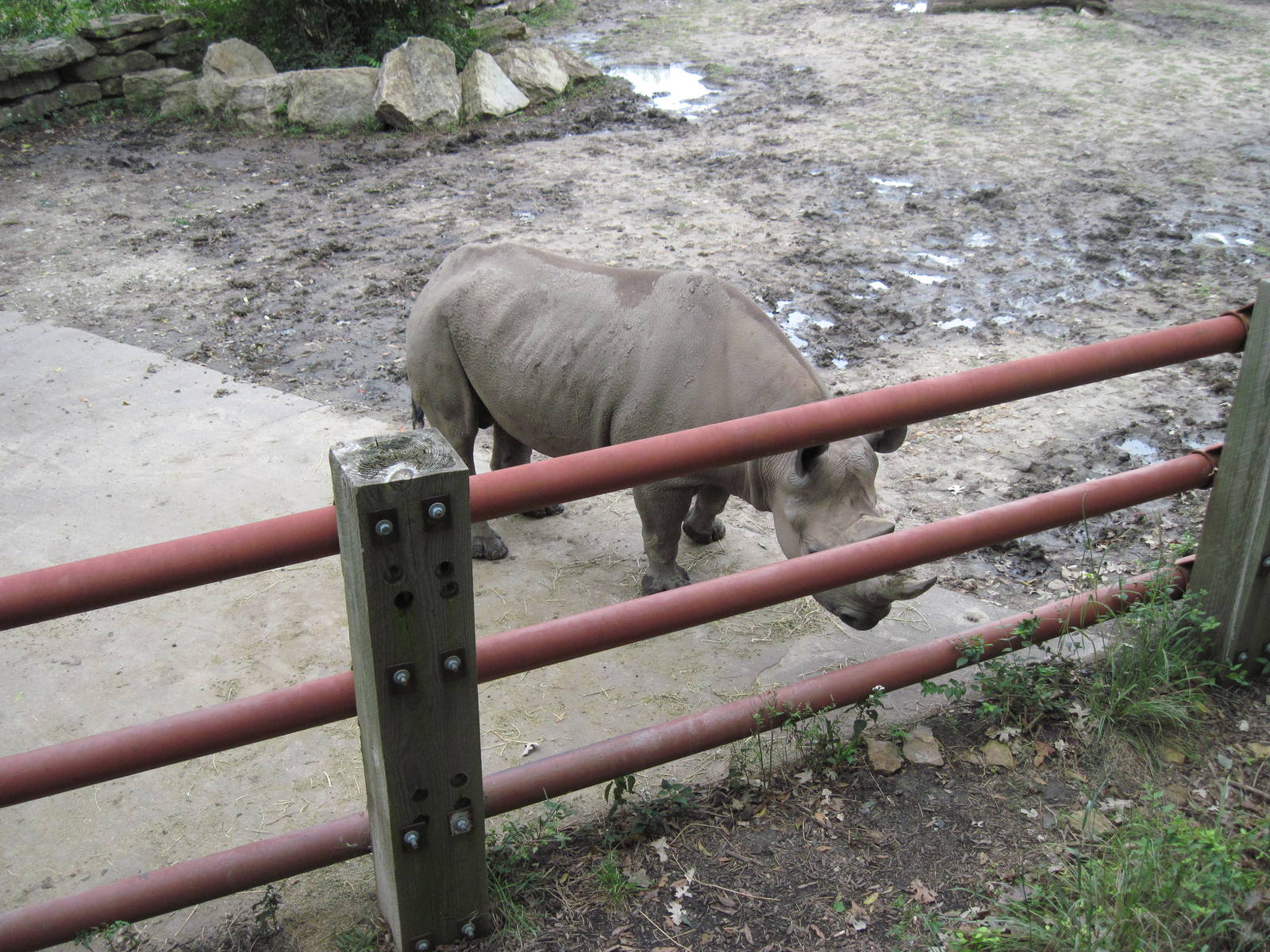 Africa-Black Rhinoceros