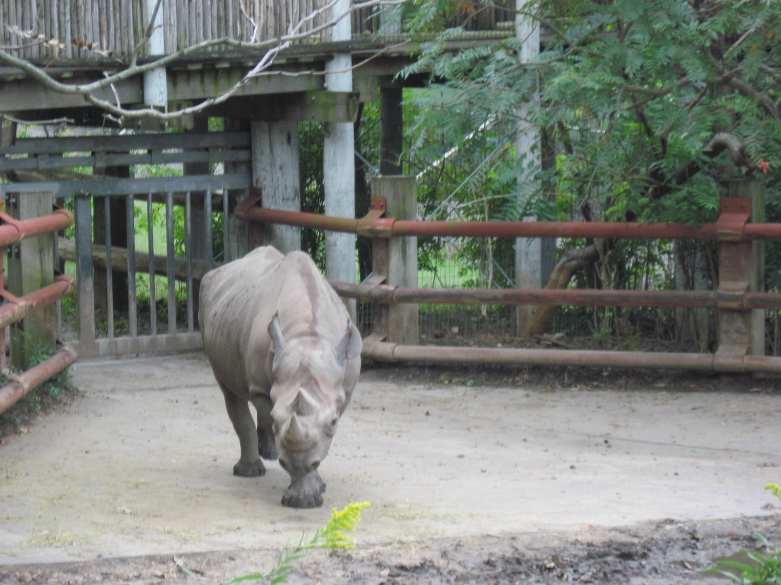 Africa-Black Rhinoceros