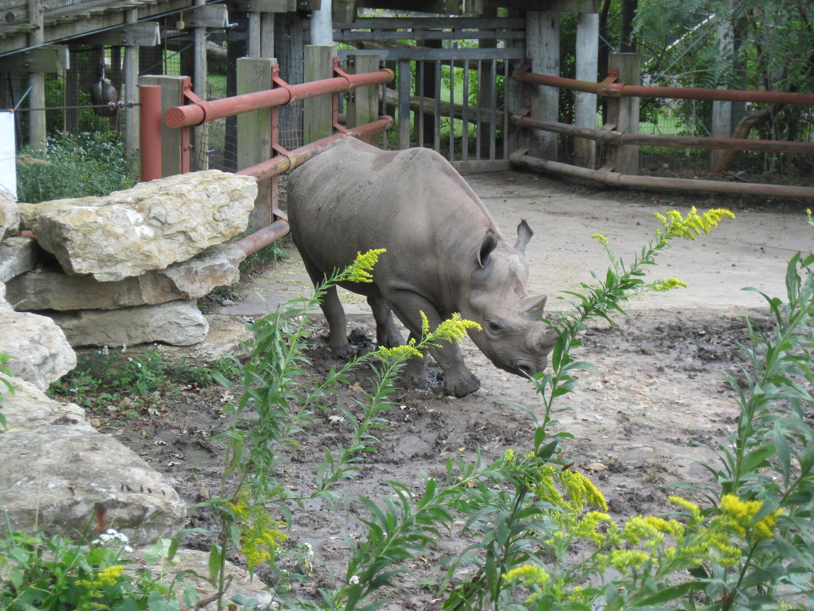Africa-Black Rhinoceros