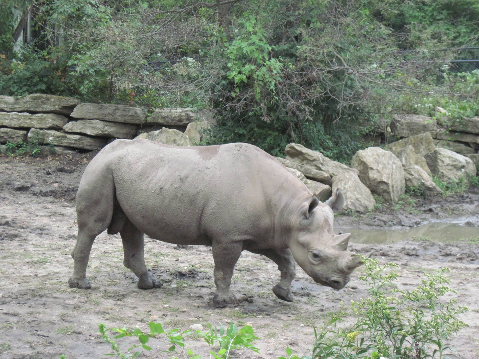 Africa-Black Rhinoceros