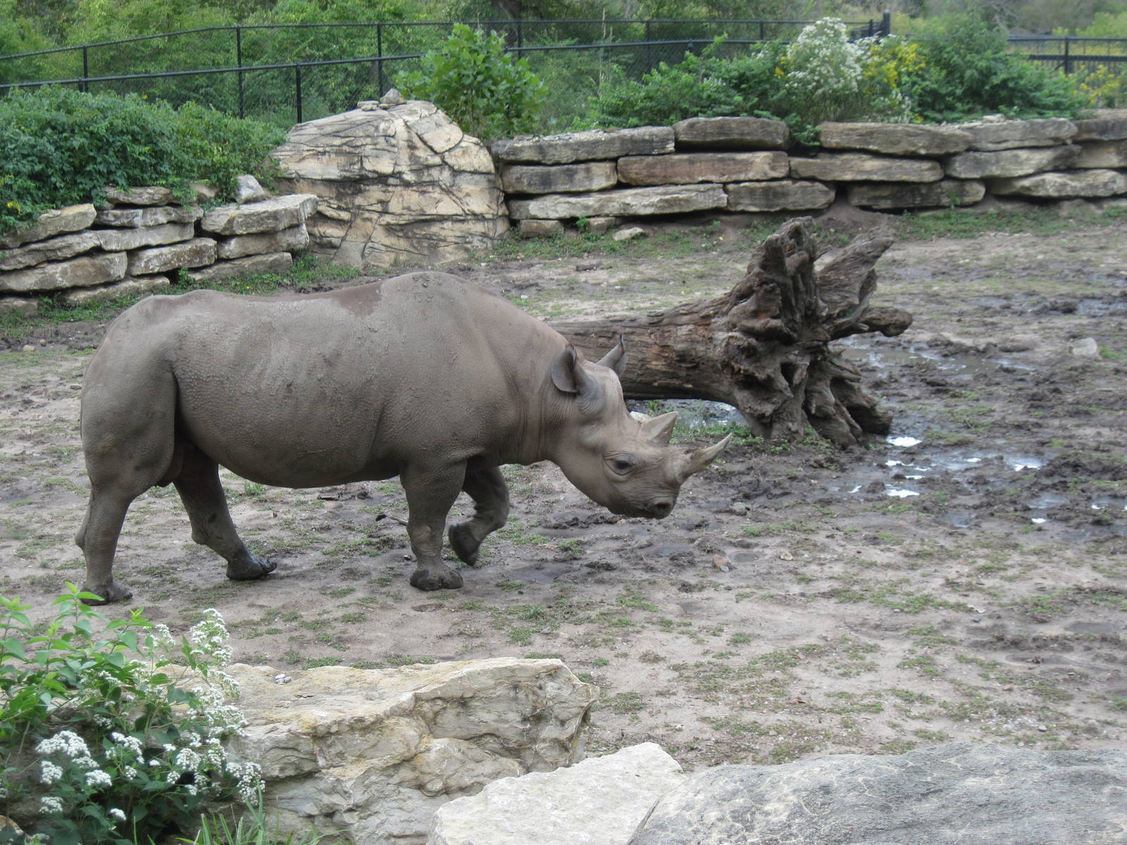 Africa-Black Rhinoceros