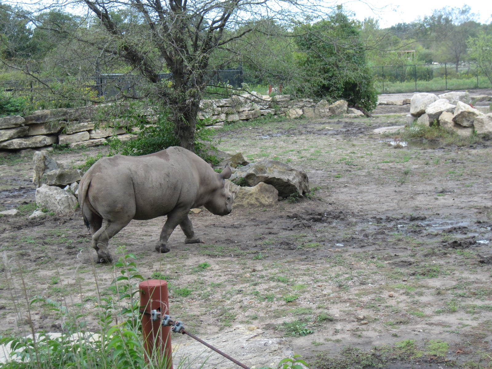 Africa-Black Rhinoceros
