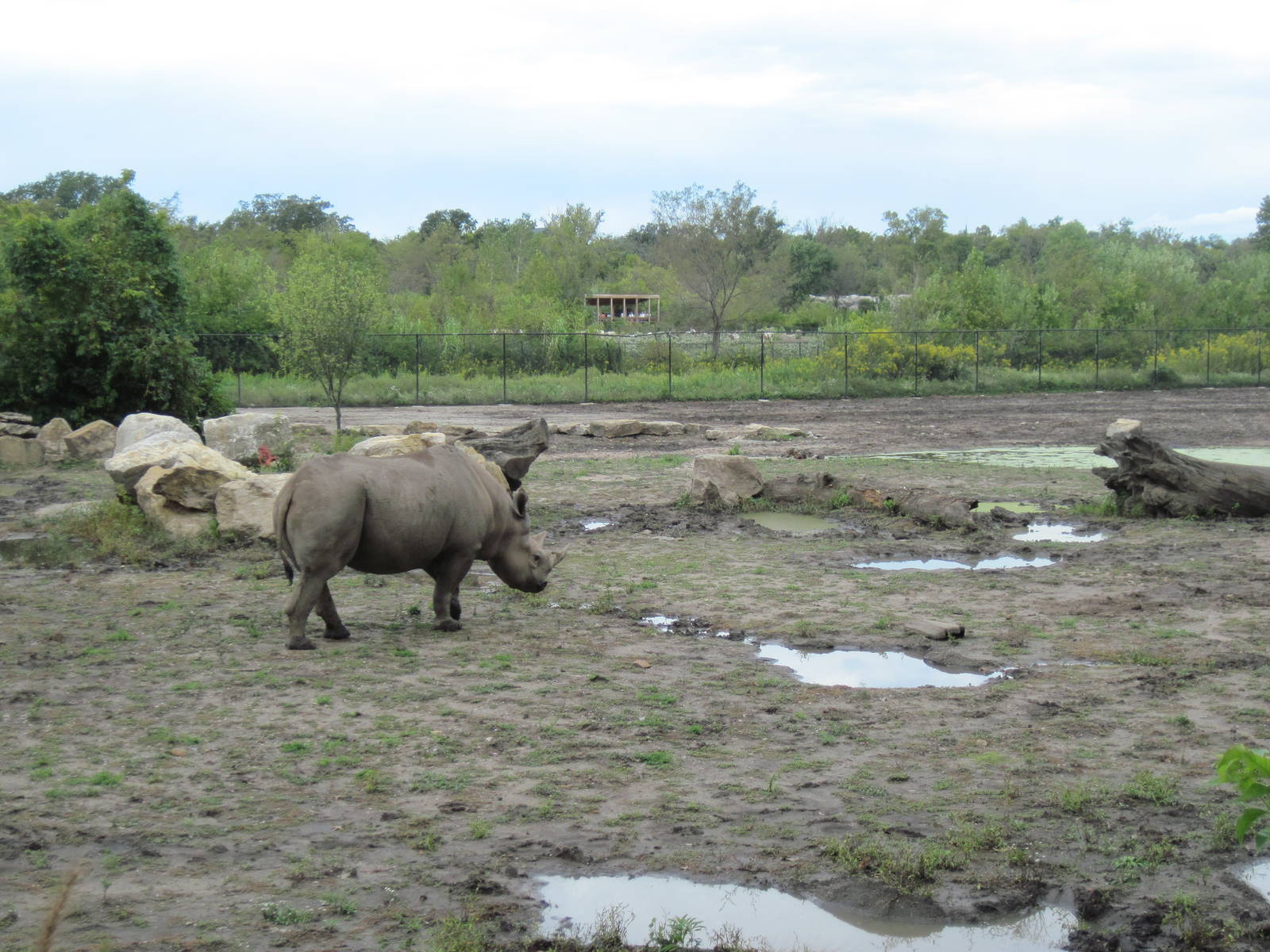 Africa-Black Rhinoceros