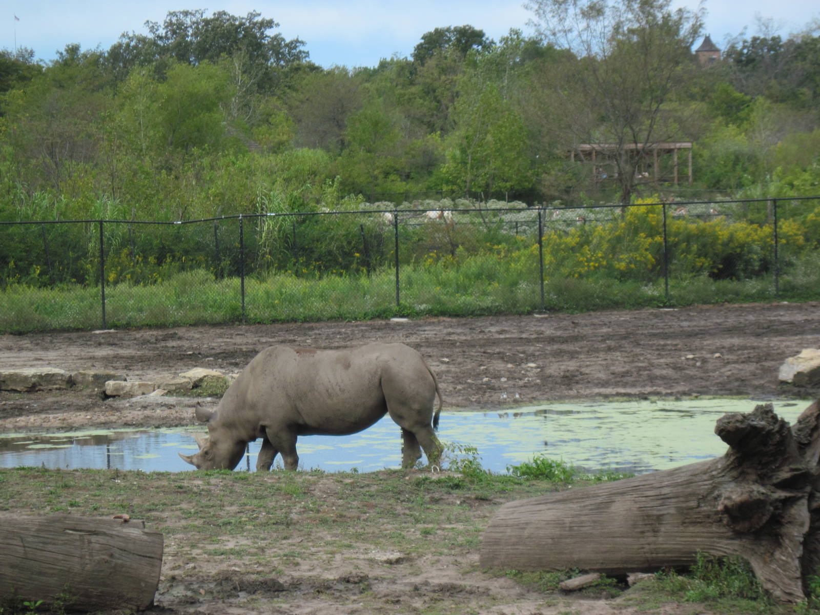 Africa-Black Rhinoceros