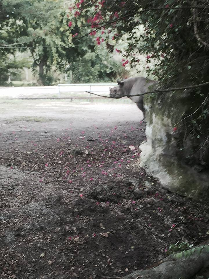Africa- Black Rhinoceros