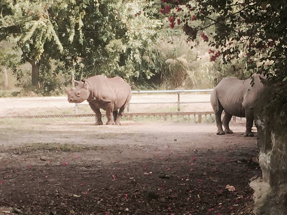 Africa- Black Rhinoceros