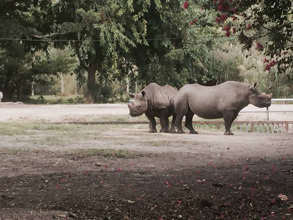 Africa- Black Rhinoceros