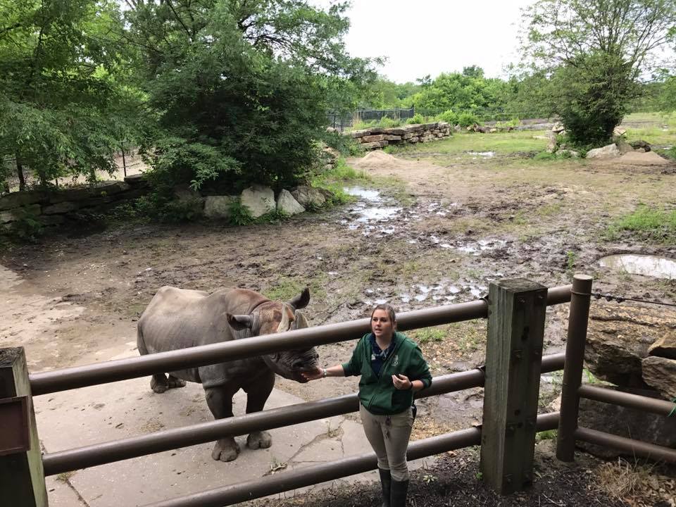 Africa- Black Rhinoceros