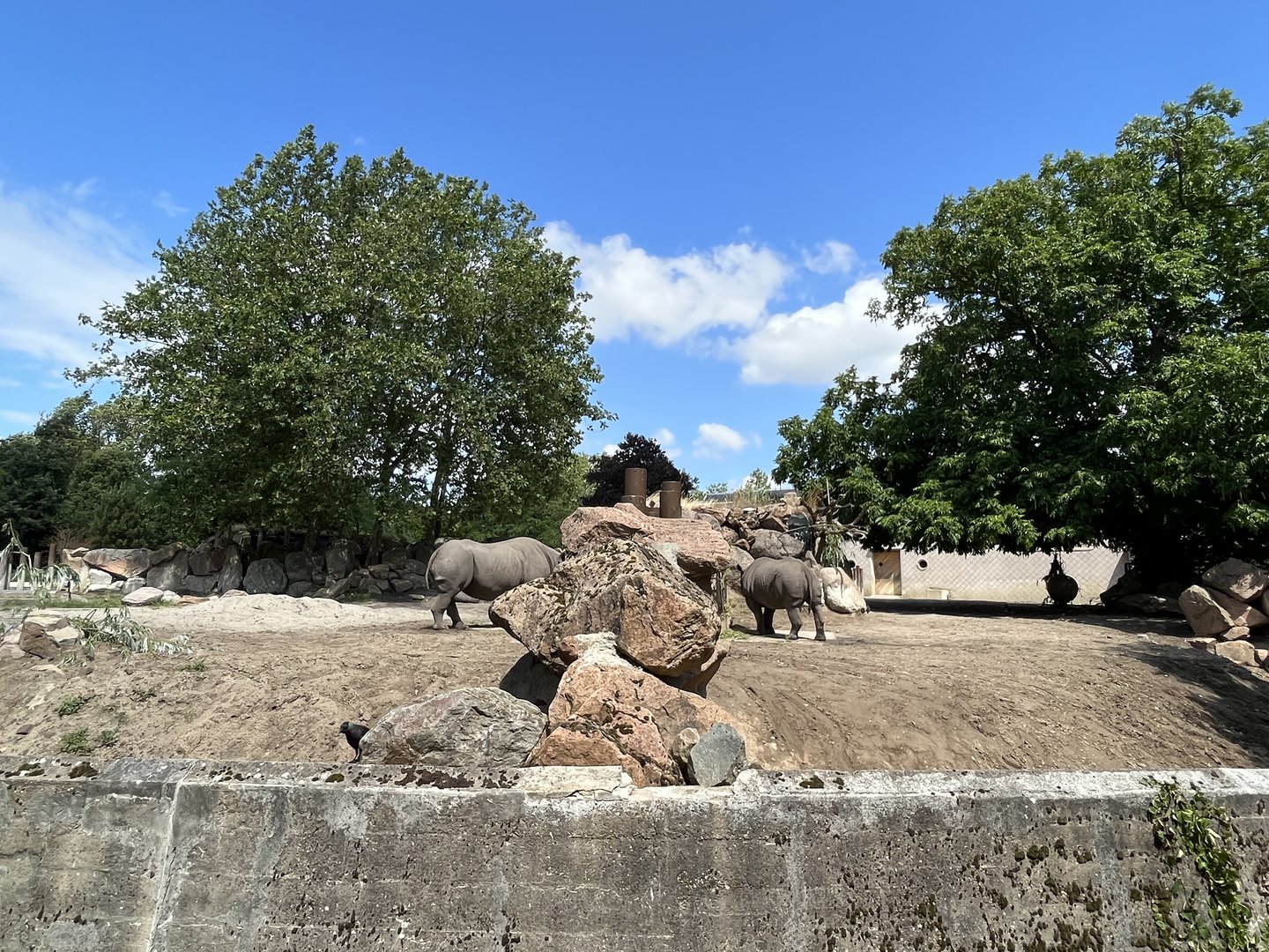 Africa- Black rhinos on both sides of a fence 13.7.23