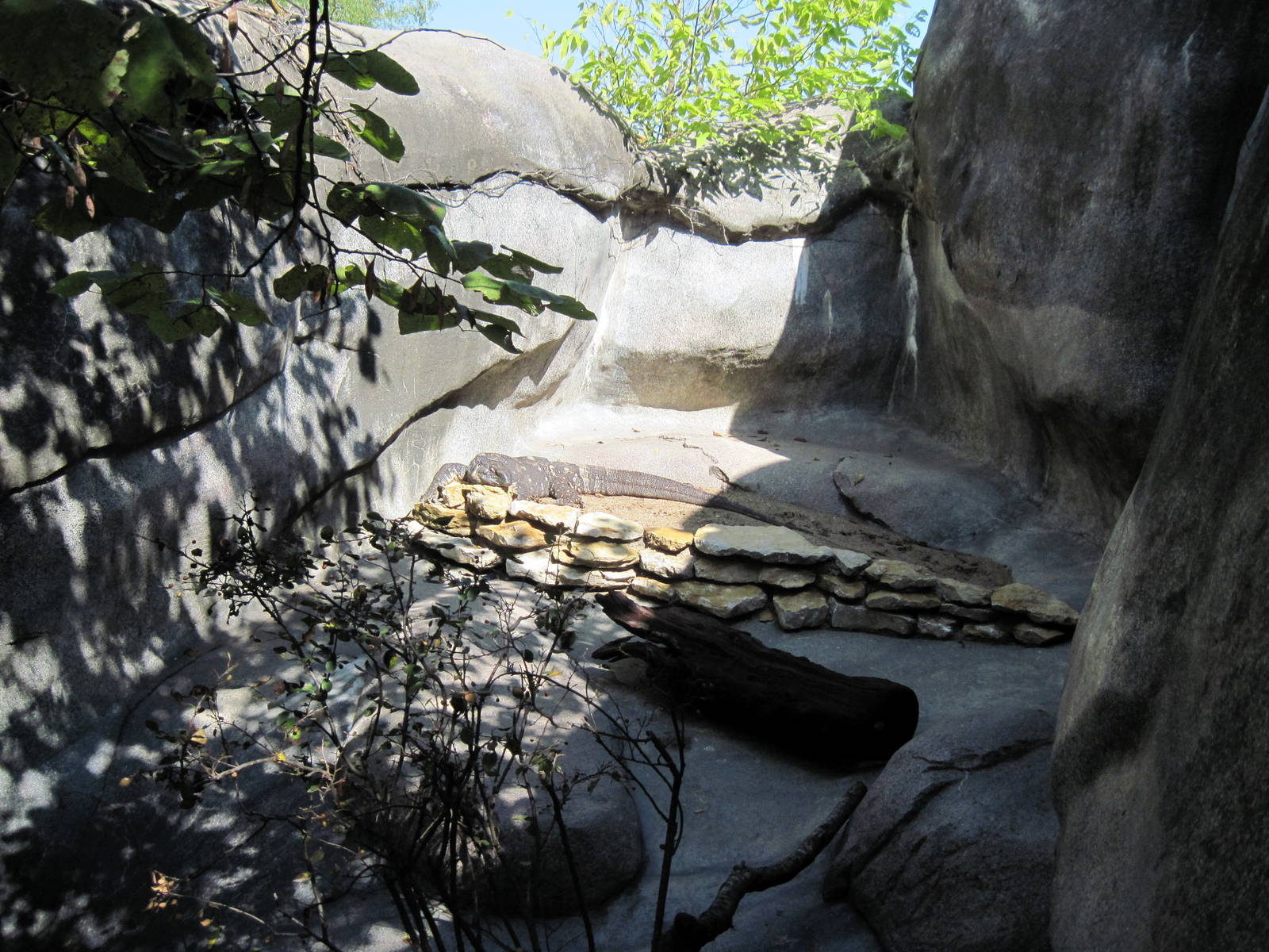 Africa-Black-throated Monitor Exhibit
