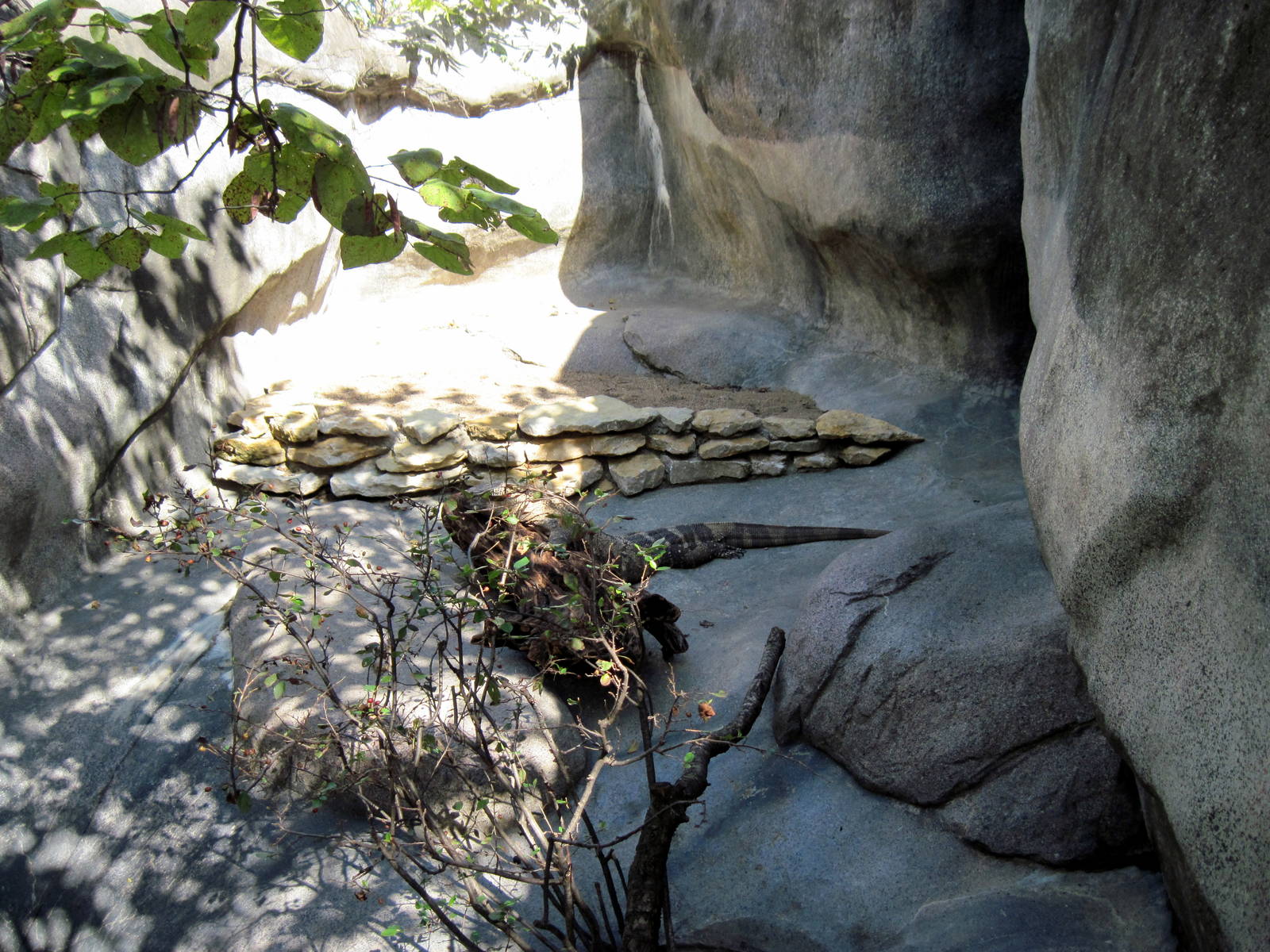 Africa-Black-throated Monitor Exhibit