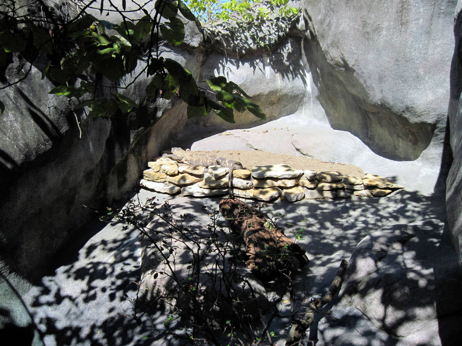 Africa-Black-throated Monitor Exhibit