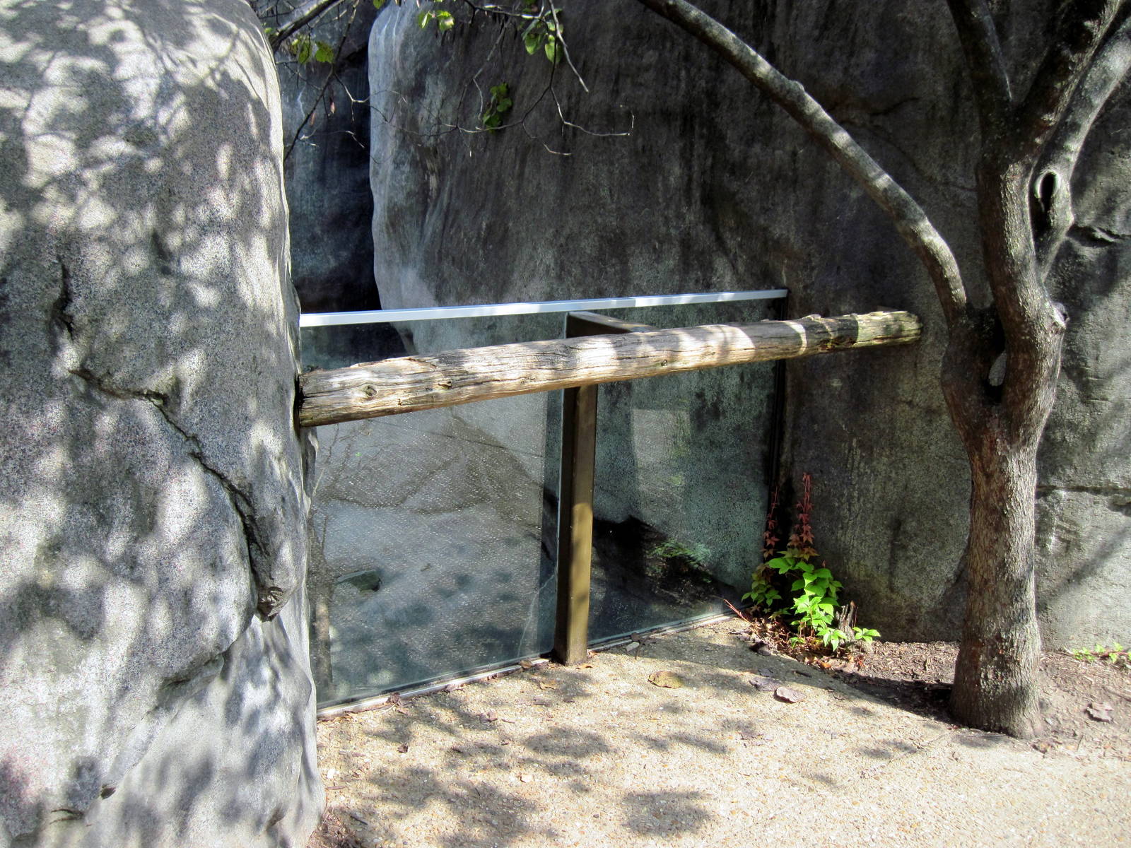 Africa-Black-throated Monitor Exhibit