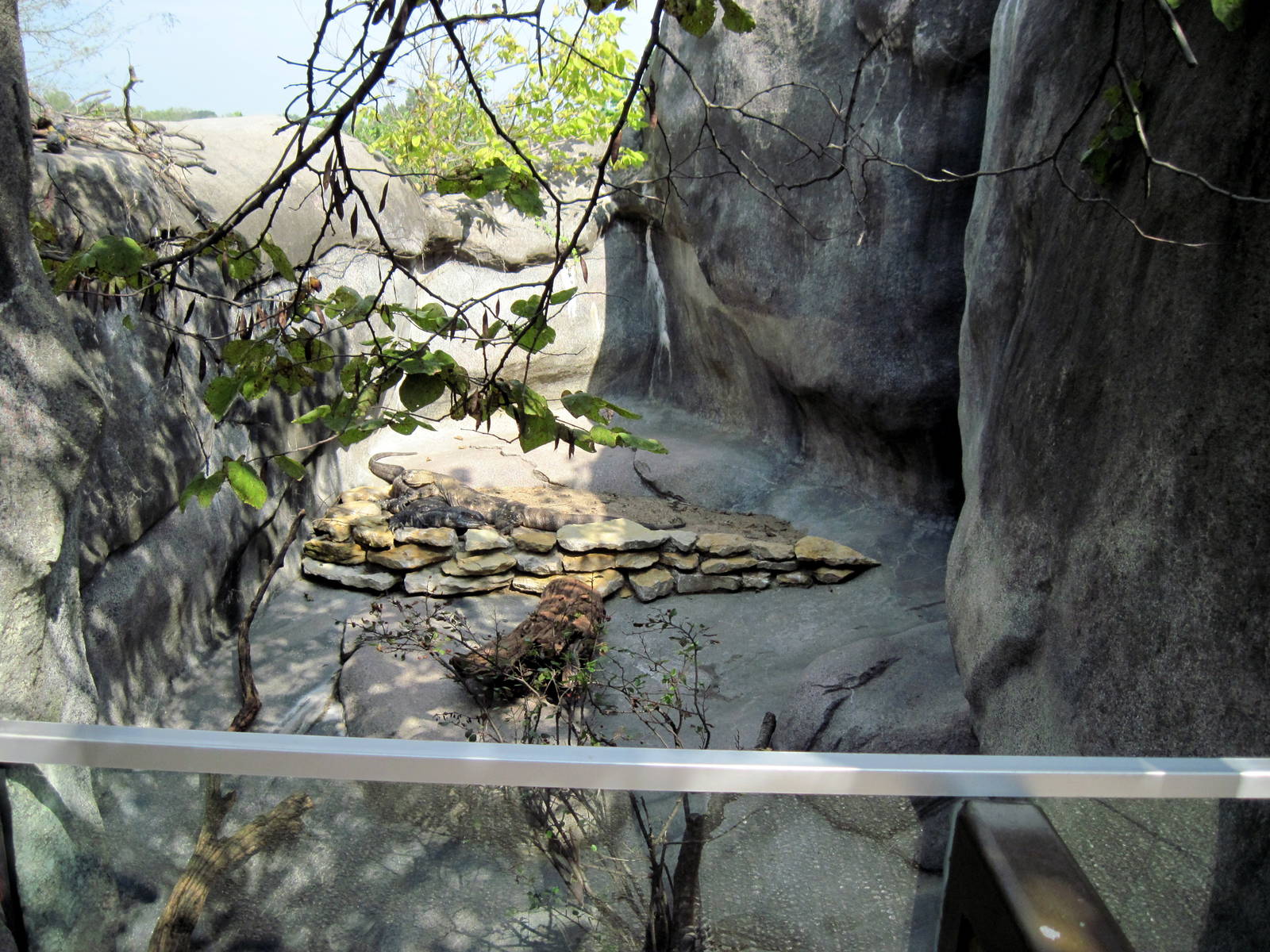 Africa-Black-throated Monitor Exhibit