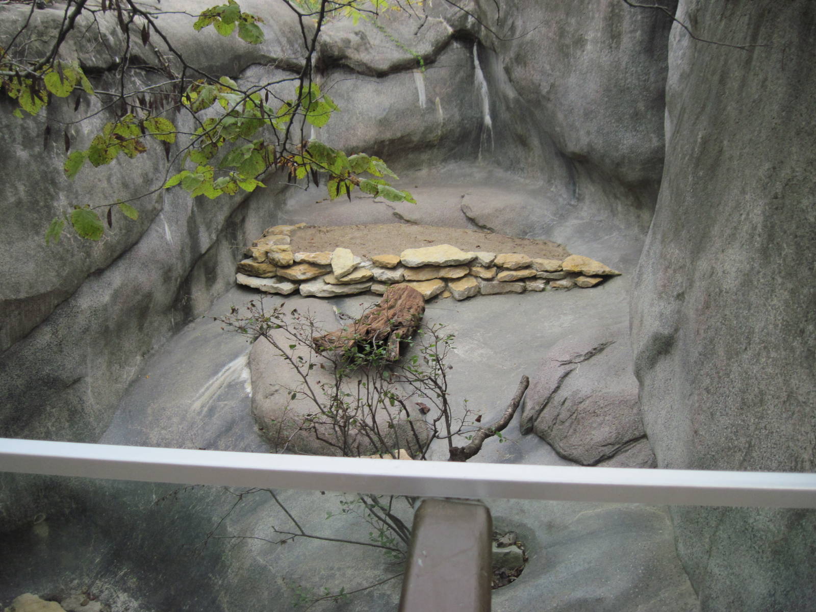Africa-Black-throated Monitor Exhibit