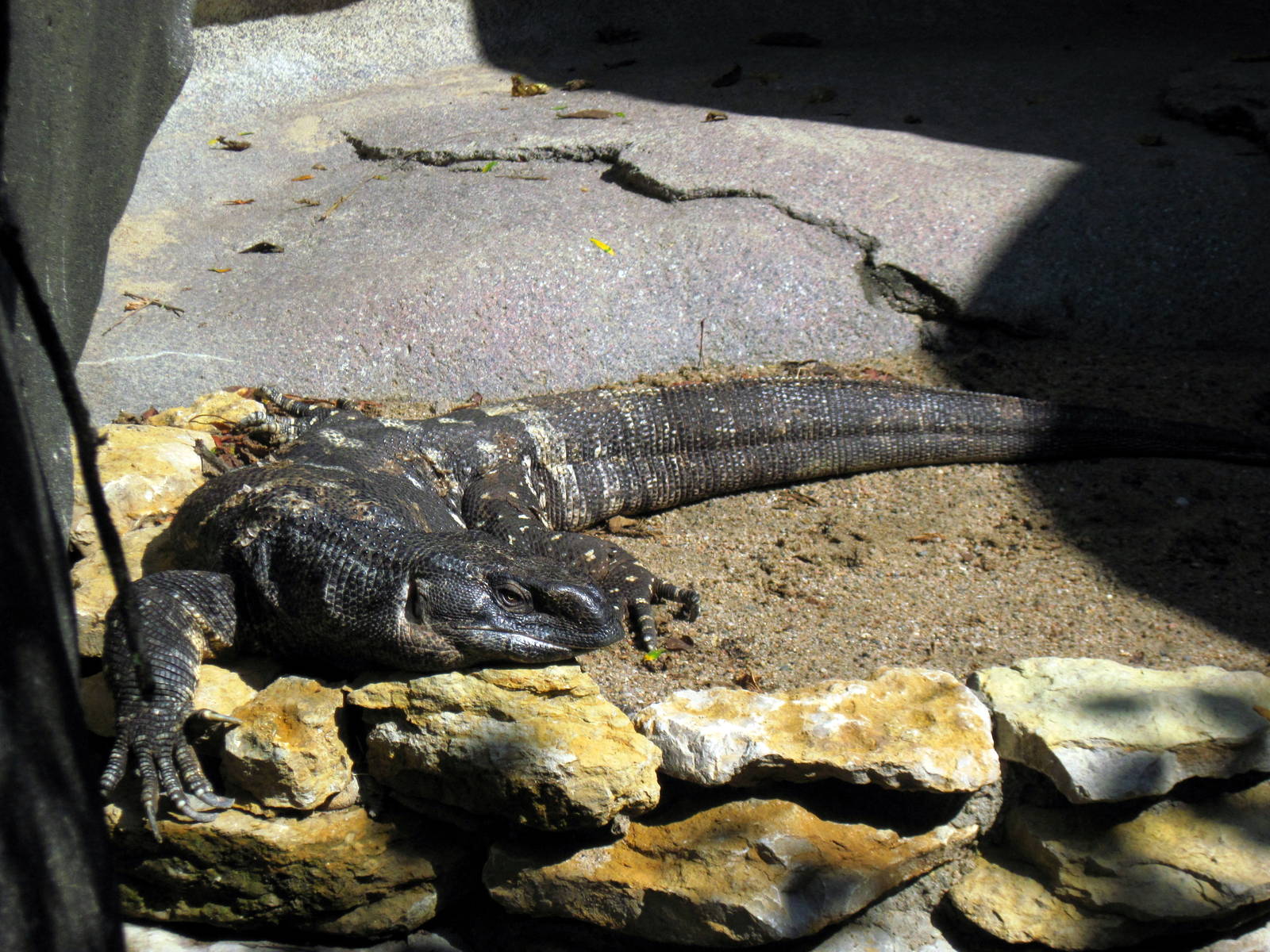 Africa-Black-throated Monitor