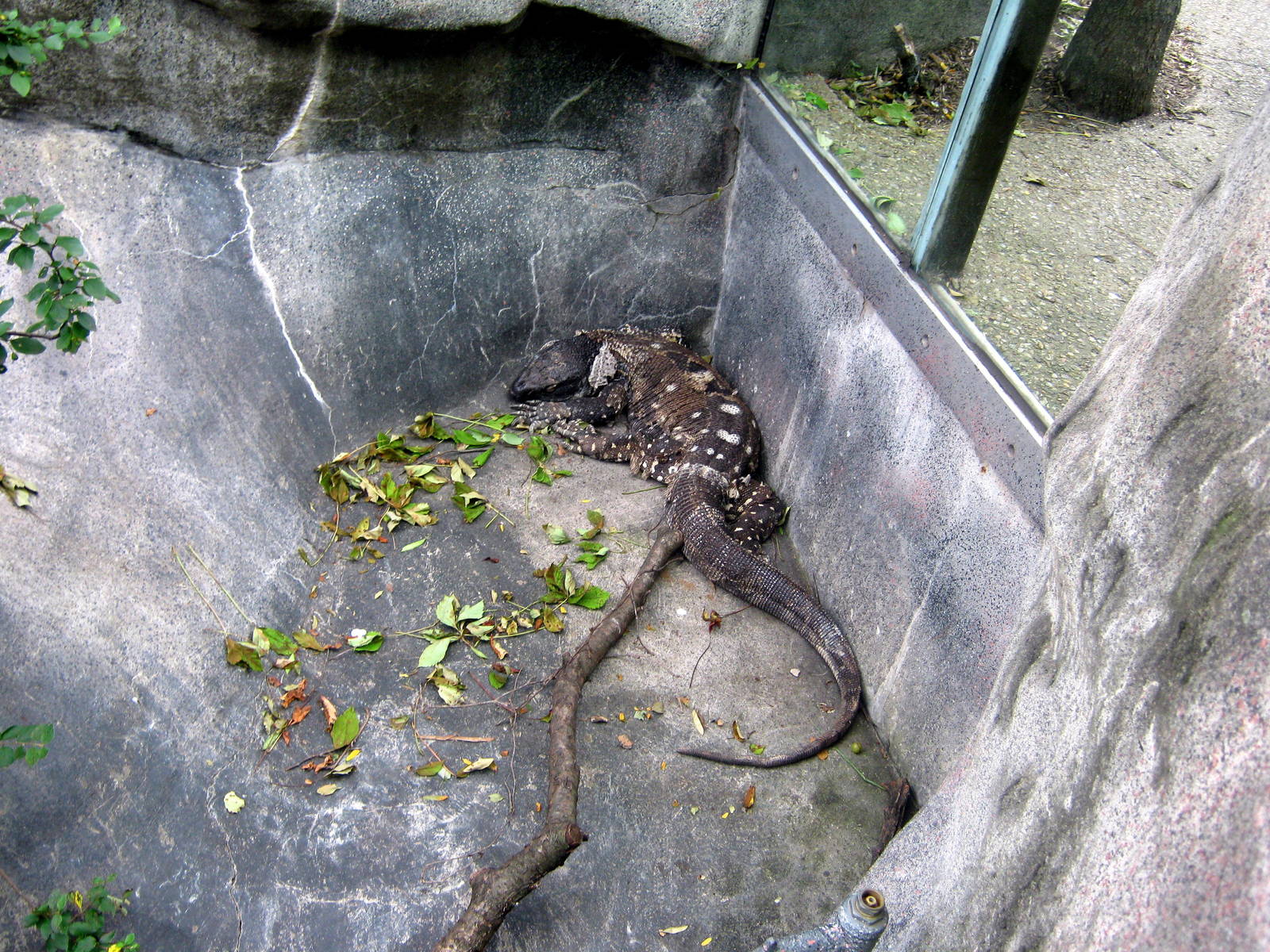 Africa-Black-throated Monitor