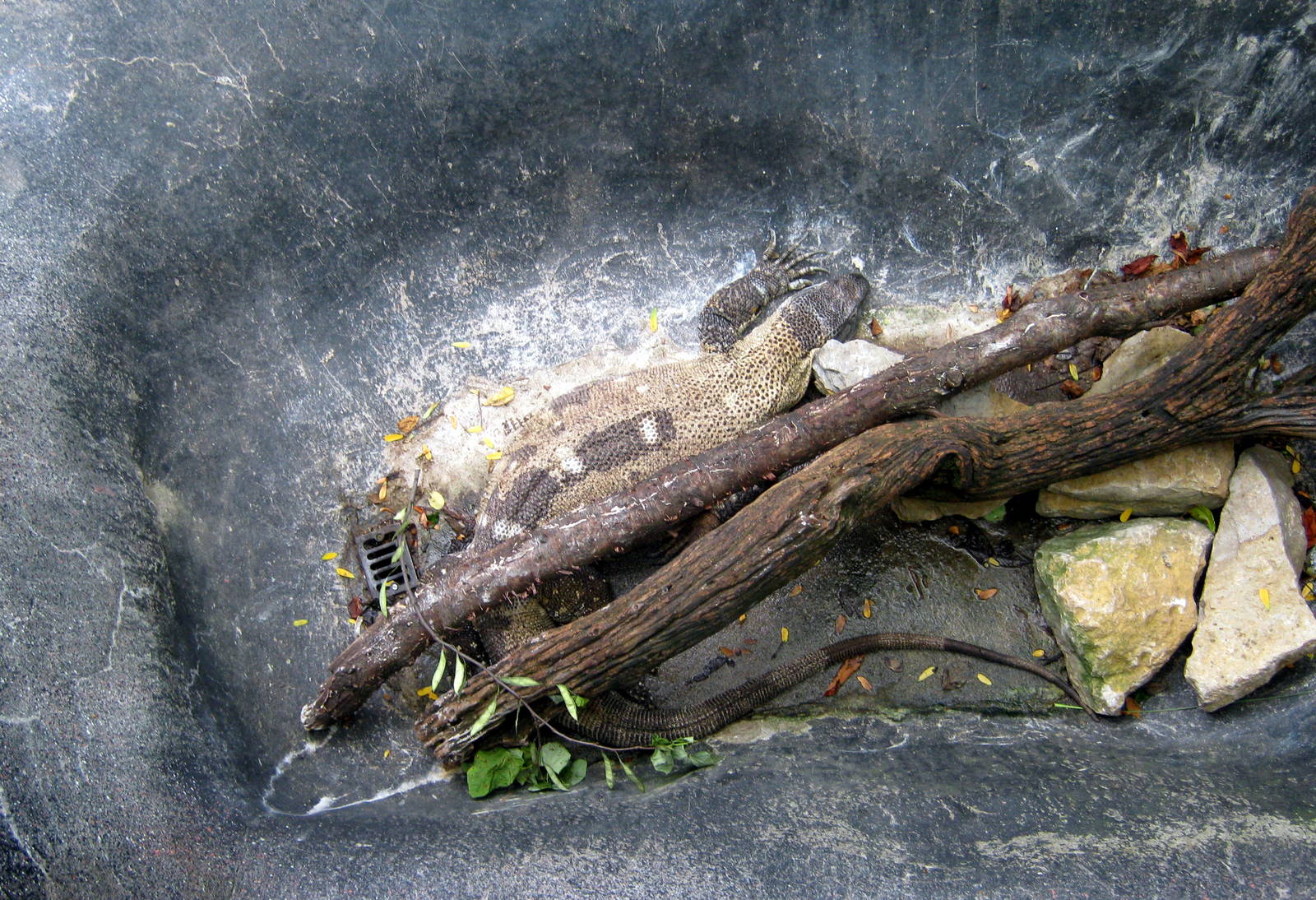 Africa-Black-throated Monitor