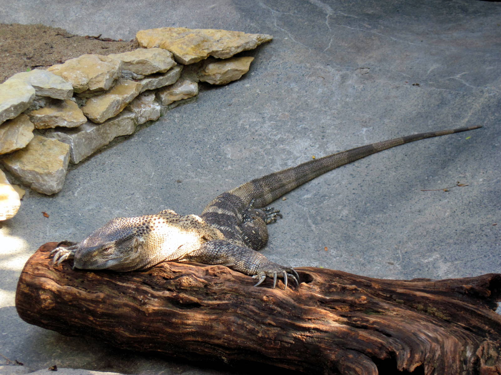 Africa-Black-throated Monitor