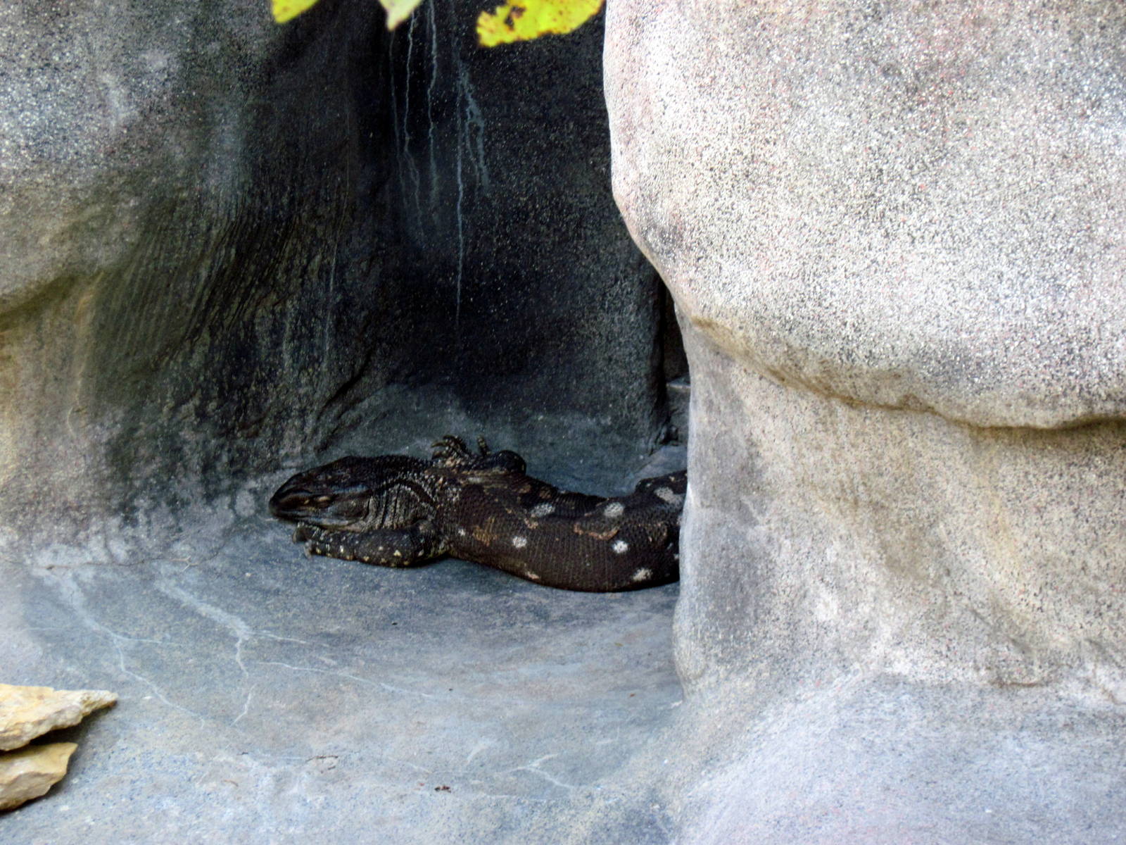 Africa-Black-throated Monitor