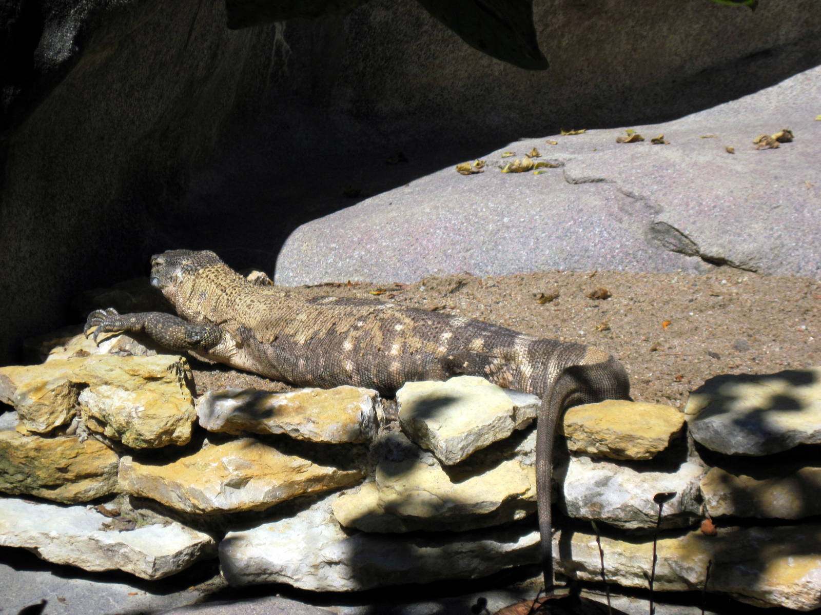 Africa-Black-throated Monitor