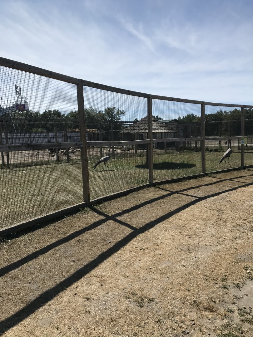 “Africa”- blue crane exhibit