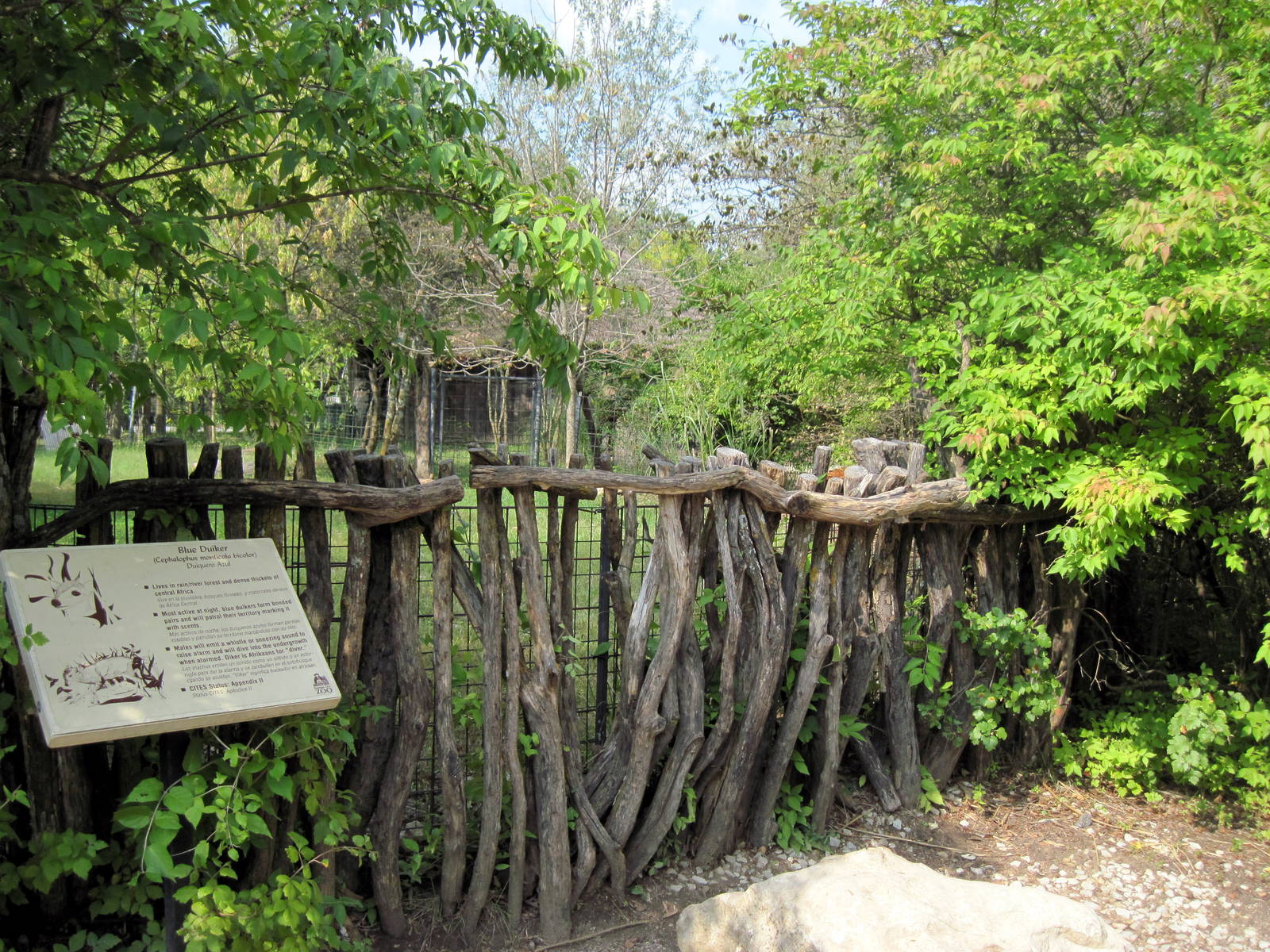 Africa-Blue Duiker Exhibit