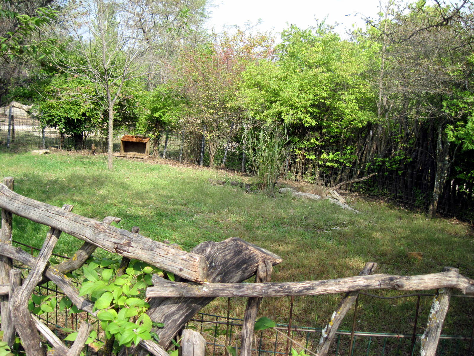 Africa-Blue Duiker Exhibit