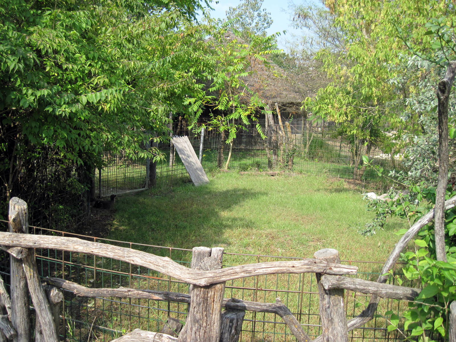 Africa-Blue Duiker Exhibit