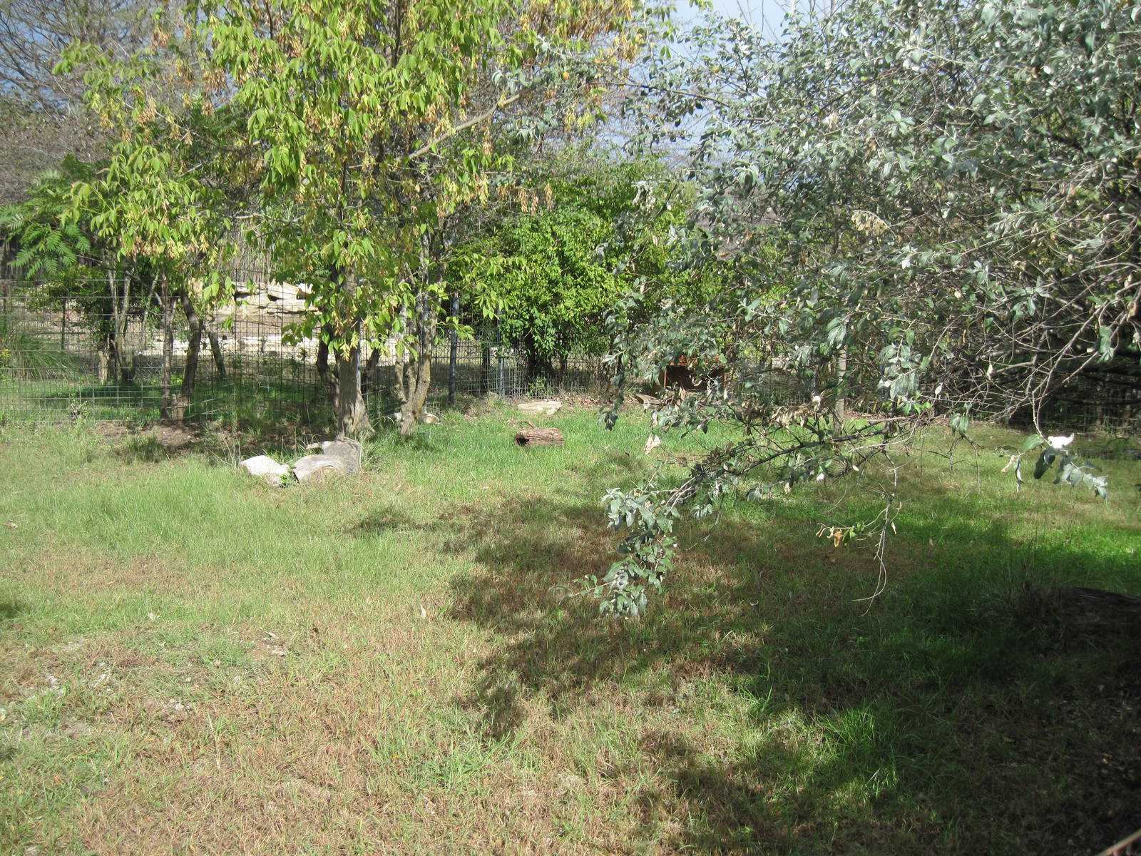 Africa-Blue Duiker Exhibit