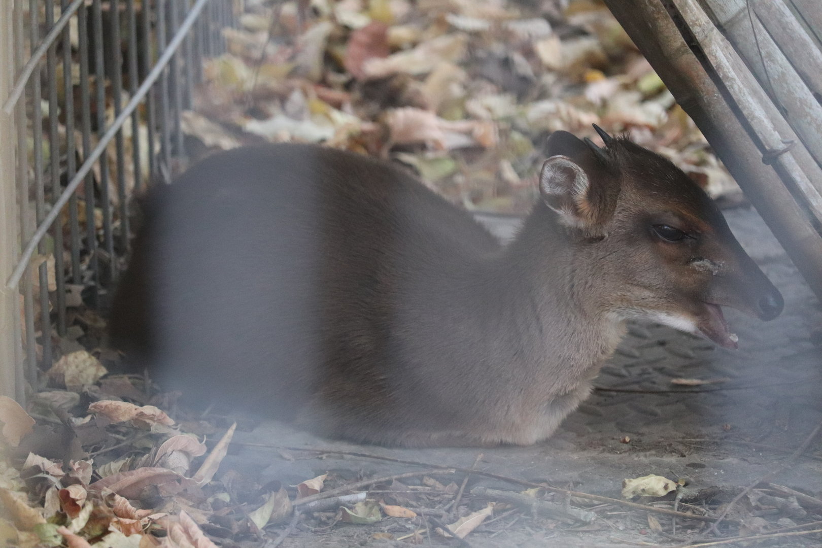 Africa - Blue Duiker