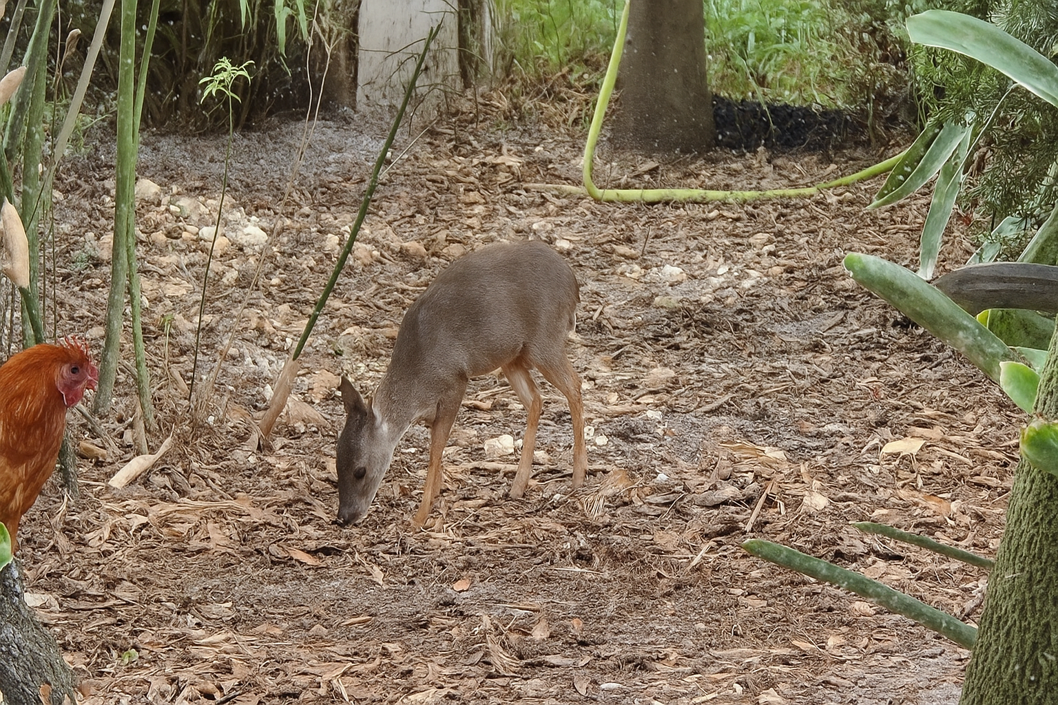 Africa - blue duiker