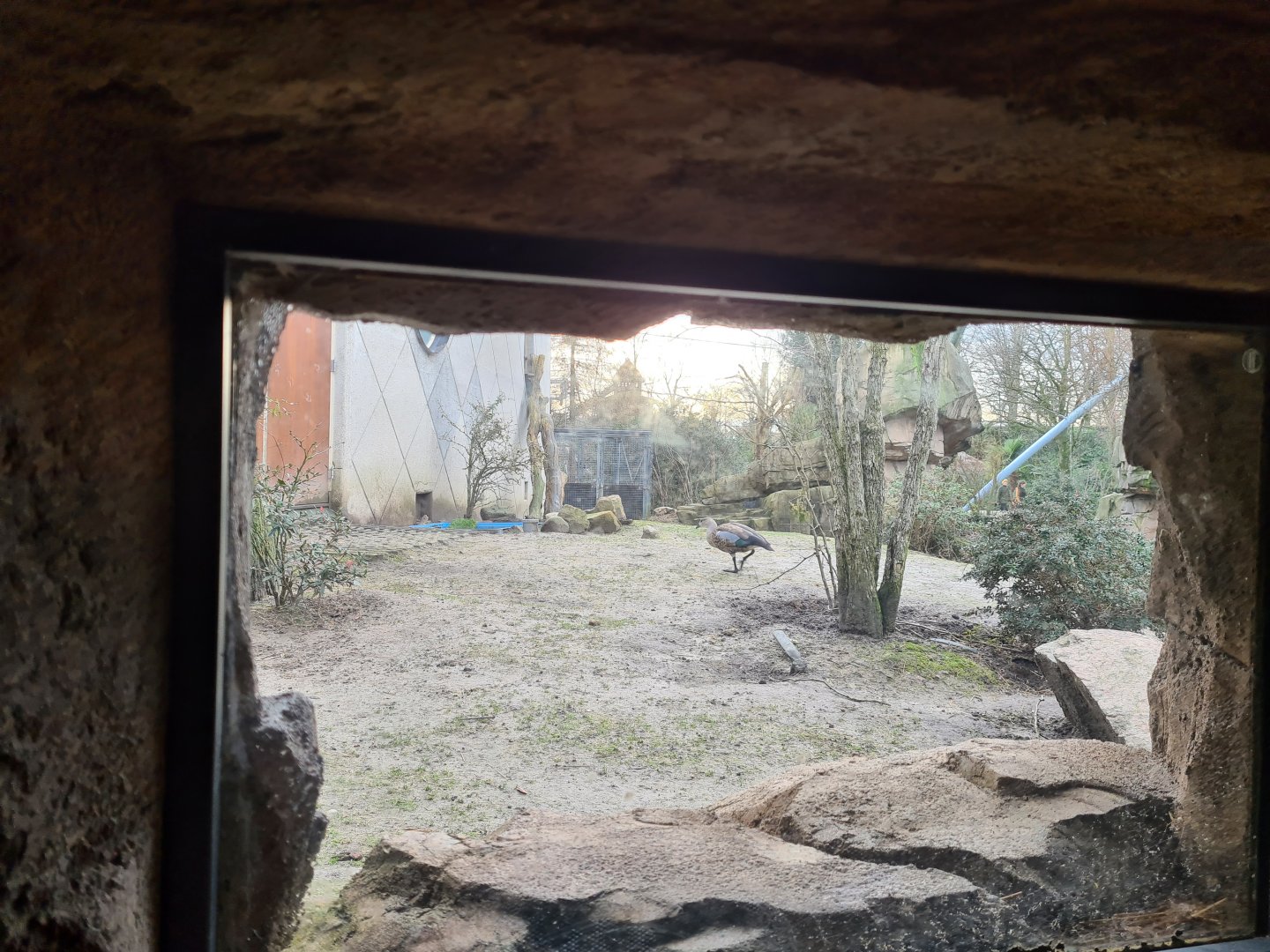 Africa - Blue-winged goose in Gelada complex