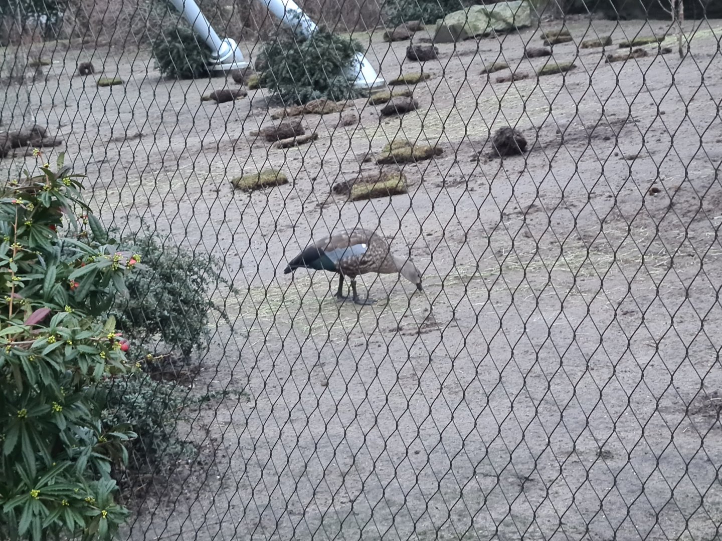 Africa - Blue-winged goose in Gelada enclosure
