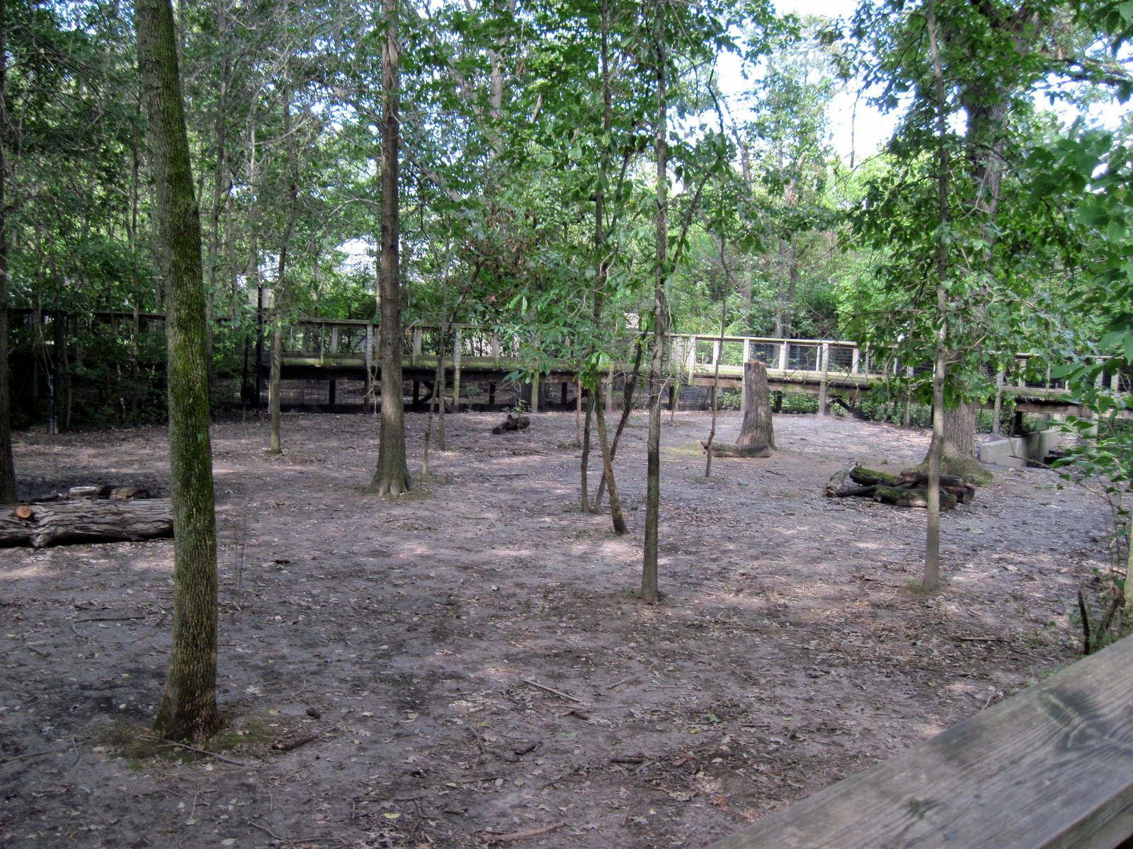 Africa-Bongo/African Crowned Crane Exhibit