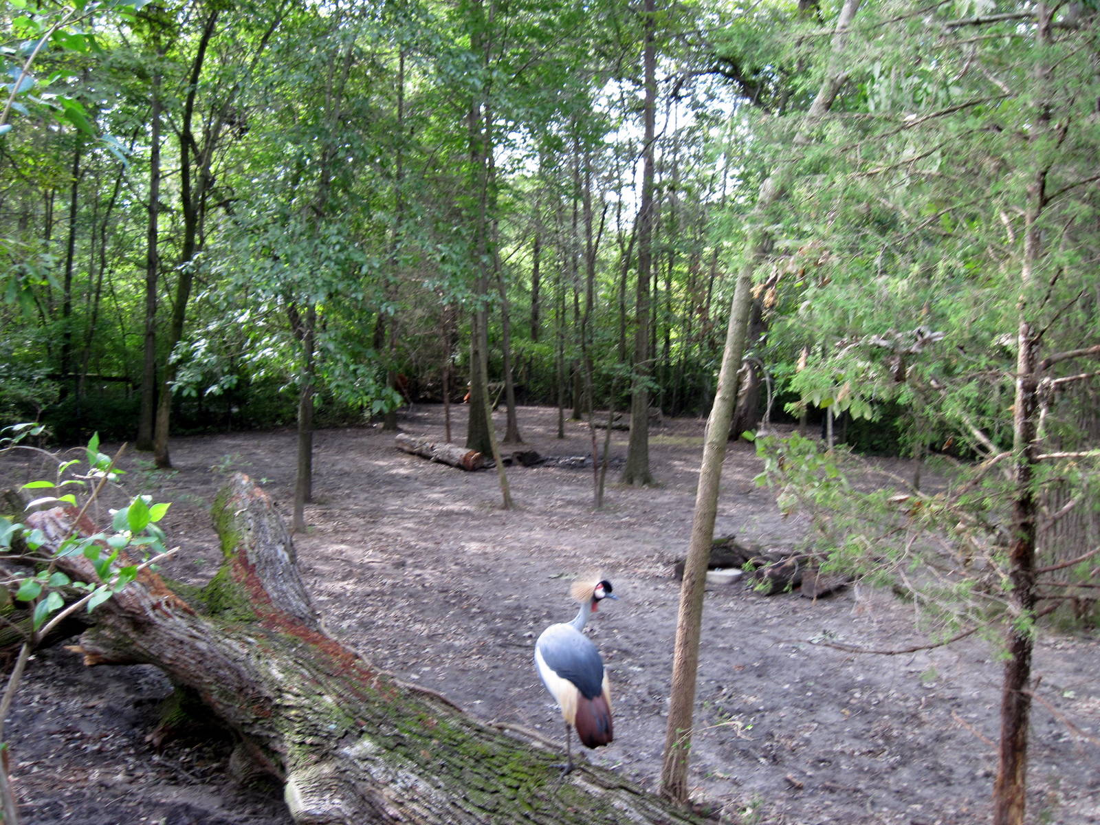 Africa-Bongo/African Crowned Crane Exhibit