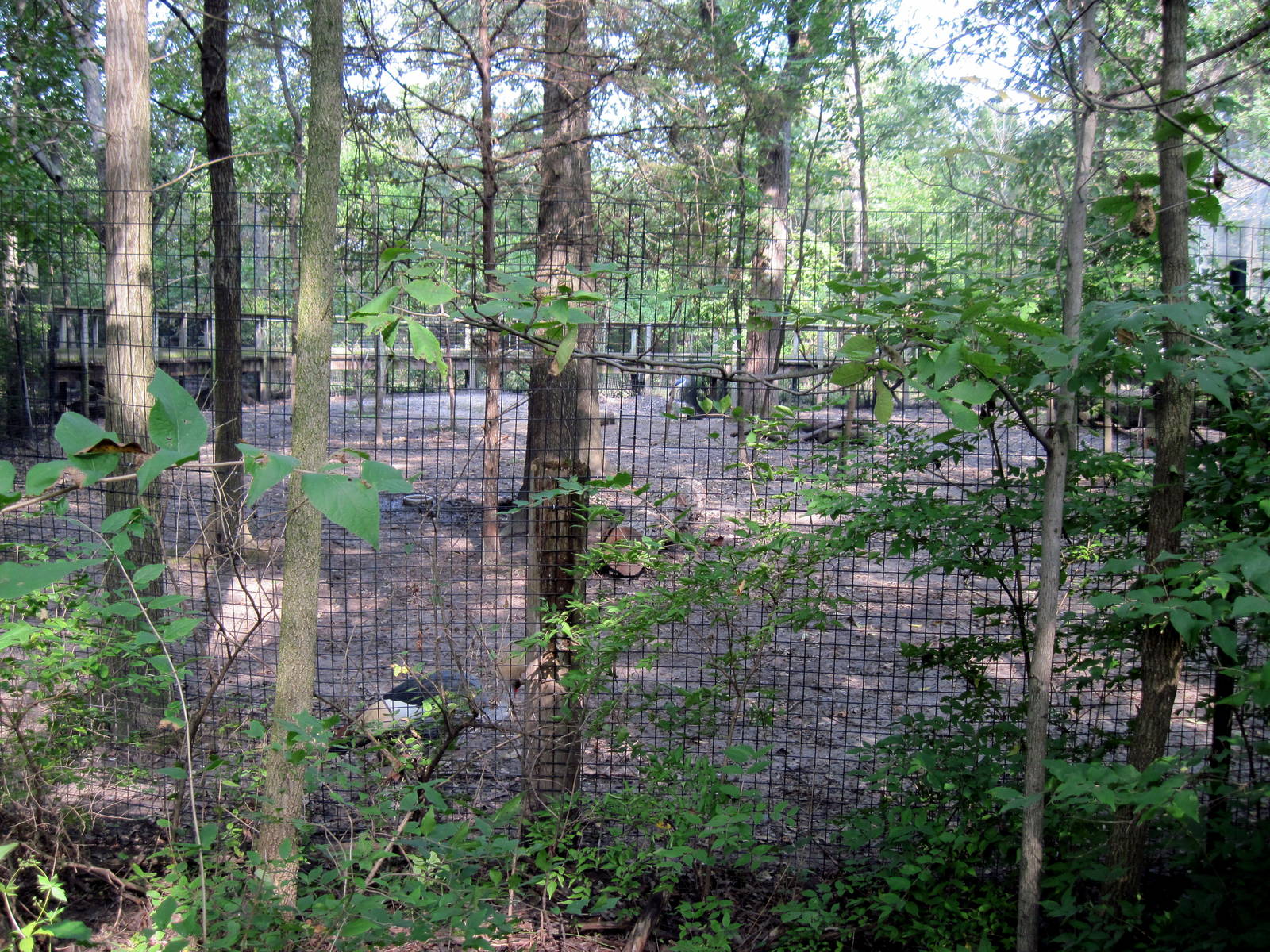 Africa-Bongo/African Crowned Crane Exhibit