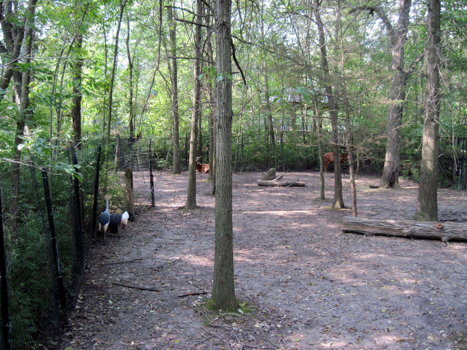 Africa-Bongo/African Crowned Crane Exhibit