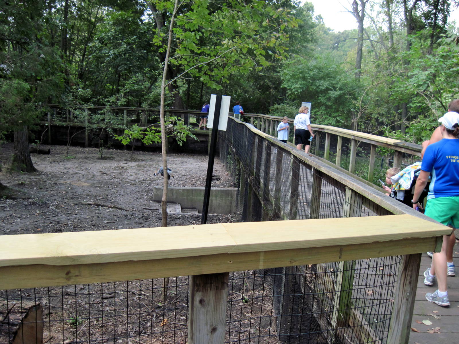 Africa-Bongo/African Crowned Crane Exhibit