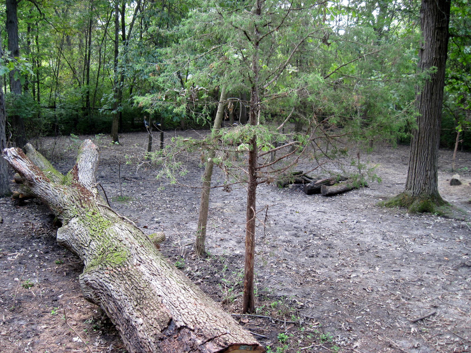 Africa-Bongo/African Crowned Crane Exhibit